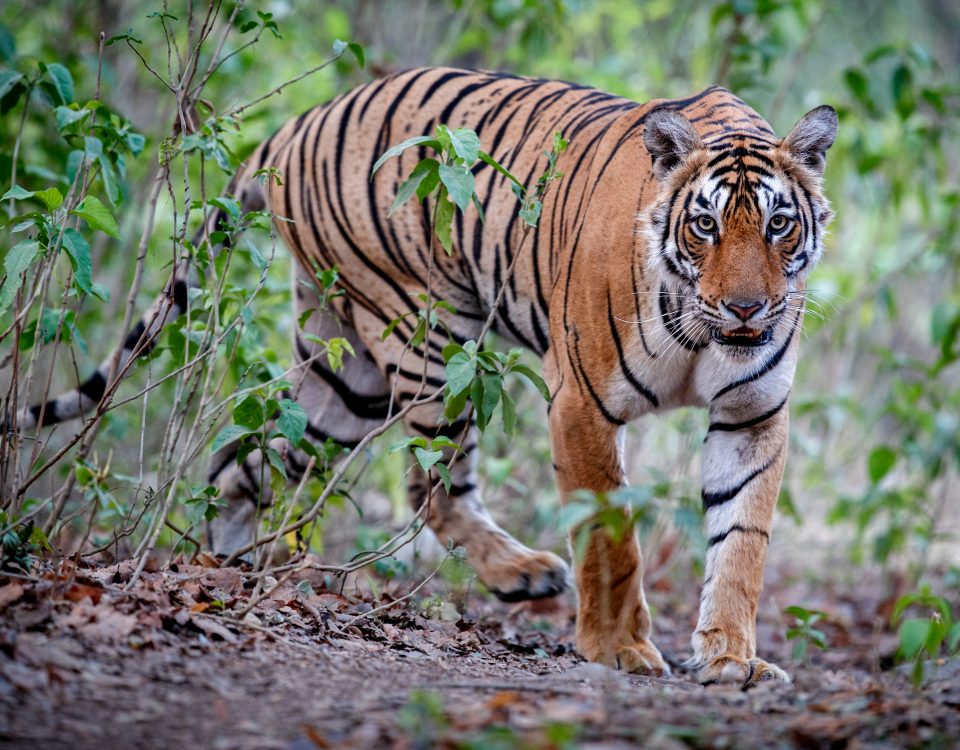 Bengal Tiger